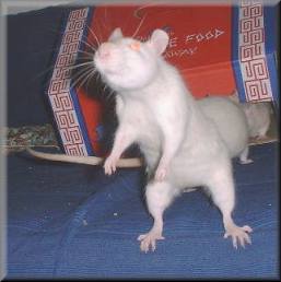 Koyuki